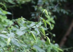 Lilium auratum