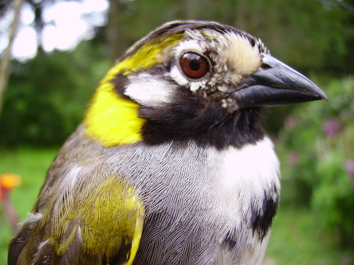 Grey-crowned Ground Sparrow (Melozone occipitalis), photo 2