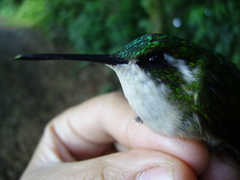 Lampornis viridipallens