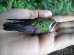 Lampornis viridipallens