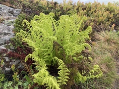 Athyrium distentifolium