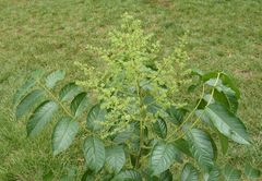 Zanthoxylum chevalieri