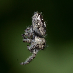 Phidippus putnami