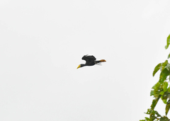 Rhabdotorrhinus corrugatus