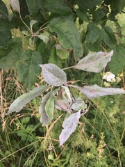 Podosphaera leucotricha