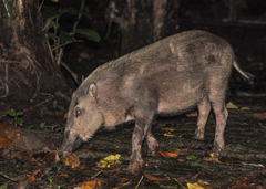 Bearded Pig photo 4