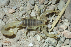 Paruroctonus variabilis