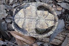 Kinosterninae