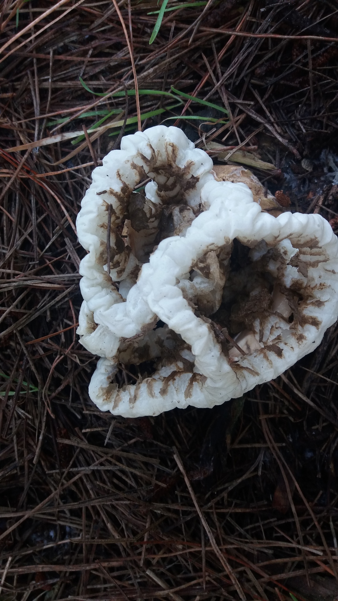 Ileodictyon cibarium image