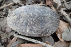 Kinosterninae