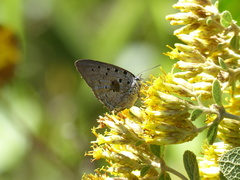 Pseudolycaena marsyas