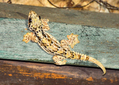 Gekko horsfieldii