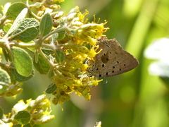 Pseudolycaena marsyas