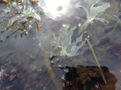 Desmarestia ligulata