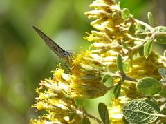Pseudolycaena marsyas
