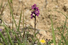 Dactylorhiza lapponica