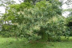 Mareya micrantha