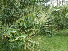 Mareya micrantha