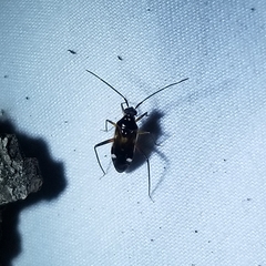 Eustictus