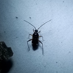 Eustictus