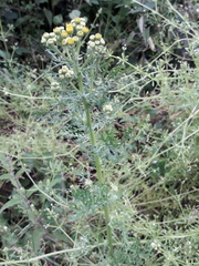 Senecio squalidus