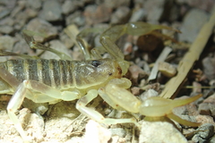 Paruroctonus variabilis