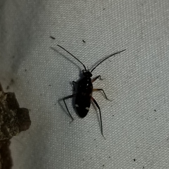 Eustictus