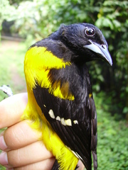 Icterus maculialatus