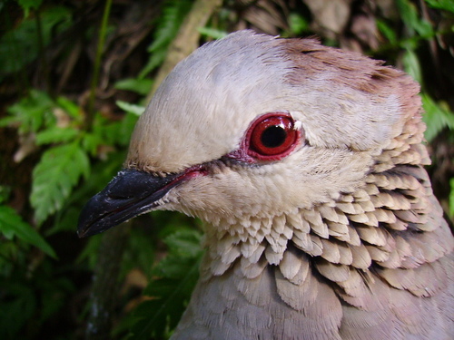 White-faced Quail-Dove (Zentrygon albifacies), photo 10