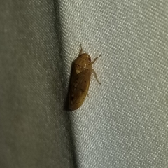 Ponana quadralaba