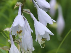 Hosta sieboldiana