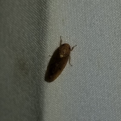 Ponana quadralaba
