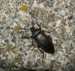 Capnochroa fuliginosa