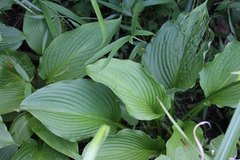 Hosta sieboldiana