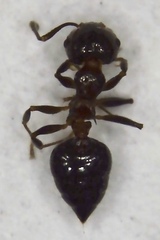Crematogaster cerasi