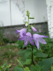 Campanula trachelium