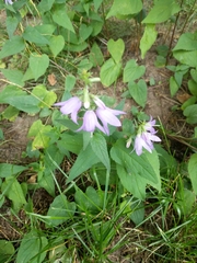 Campanula trachelium