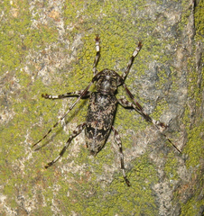 Graphisurus fasciatus