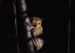 Cephalopachus bancanus