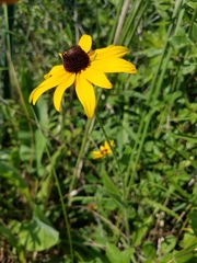 Rudbeckia hirta