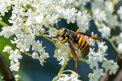 Spilomyia alcimus