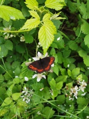 Erebia euryale