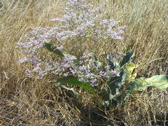 Limonium platyphyllum