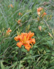 Hemerocallis fulva kwanso