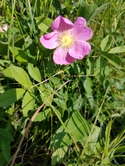 Rosa × medioccidentis