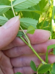 Rosa × medioccidentis