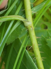 Rosa × medioccidentis