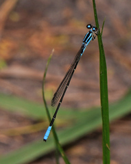 Acanthagrion quadratum