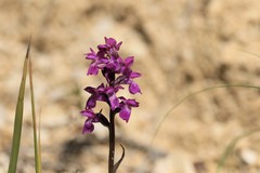 Dactylorhiza lapponica