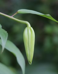 Lilium auratum